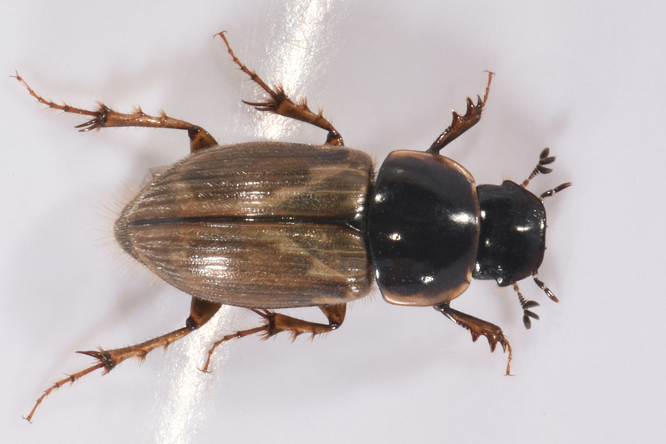 Aphodiidae: Melinopterus prodromus m & f ?  Sì !